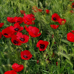 LOLAQIZG'ALDOQ BAHOR CHIROYI